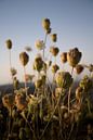 Wilde mediterrane Blumen bei Sonnenuntergang von Elles van der Veen Miniaturansicht