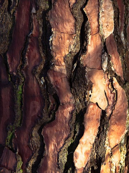 Tree bark by Martijn Tilroe