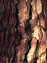 Tree bark by Martijn Tilroe thumbnail