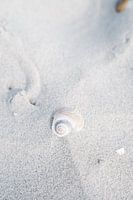 Schelp en Zand Textuur Closeup