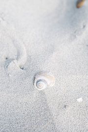 Schelp en Zand Textuur Closeup van NANI IS MOOI