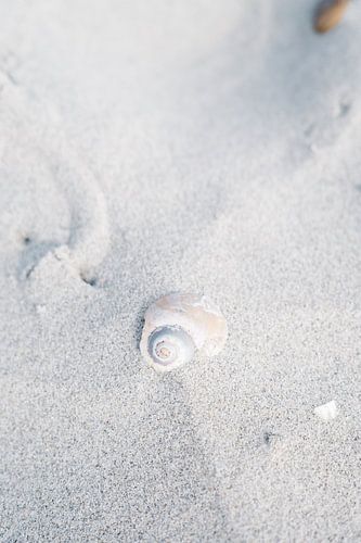 Shell and Sand Texture Closeup