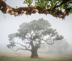 Baum im Nebel unter einem Baldachin von Erwin Pilon