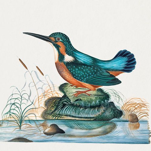 IJsvogel uit het natuurhistorisch kabinet van Anna Blackburne (1768) schilderij van James Bolton.