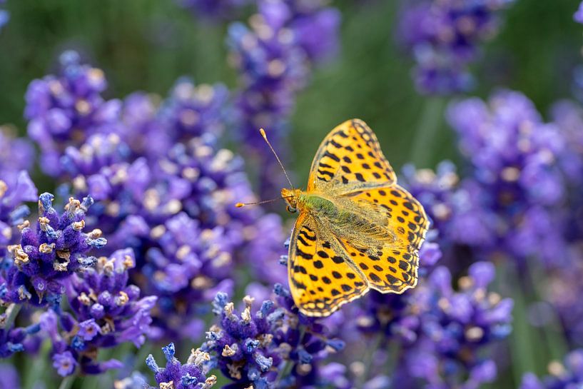 Petit nacré, (Issoria lathonia) dans un champ de lavande par Animaflora PicsStock