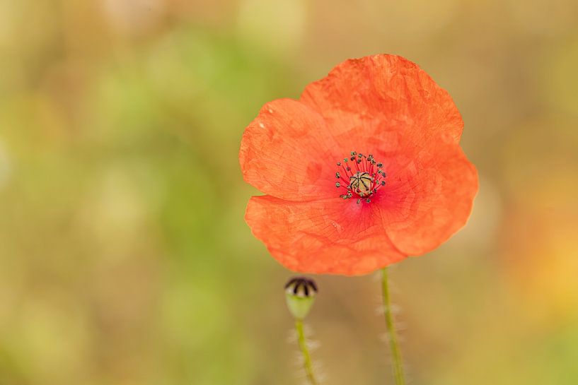 Poppy warm by Hans-Peter Nouwen