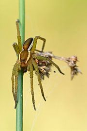 einfach mal abhängen... Gerandete Jagdspinne *Dolomedes fimbria von wunderbare Erde