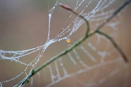 The drops of dew colour the threads of the cobwebs in by Hans de Waay