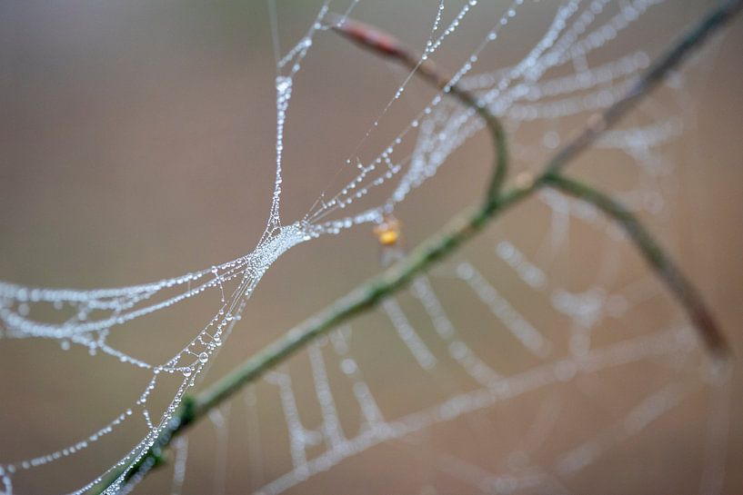 Les gouttes de rosée colorent les fils des toiles d'araignée dans par Hans de Waay