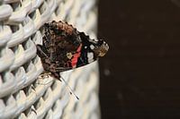 Atalanta vlinder aan het genieten van de zon.