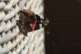 Atalanta butterfly enjoying the sunshine. by Grizzly Lars
