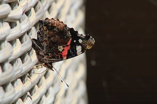 Atalanta butterfly enjoying the sunshine.
