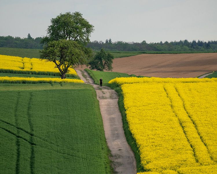 Koolzaadwandeling van Uwe Ulrich Grün