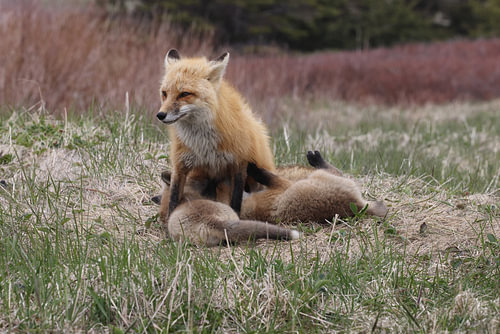 A red fox (Vulpes vulpes) nursing its young, Newfoundland, Canada.