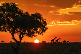 Sonnenuntergang in Afrika's Paul-Kruger-Park mit Giraffen