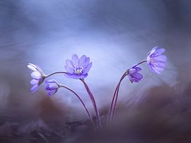 Blues-Schwestern von Petra Dvorak