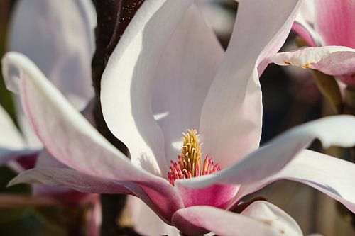 Magnolia