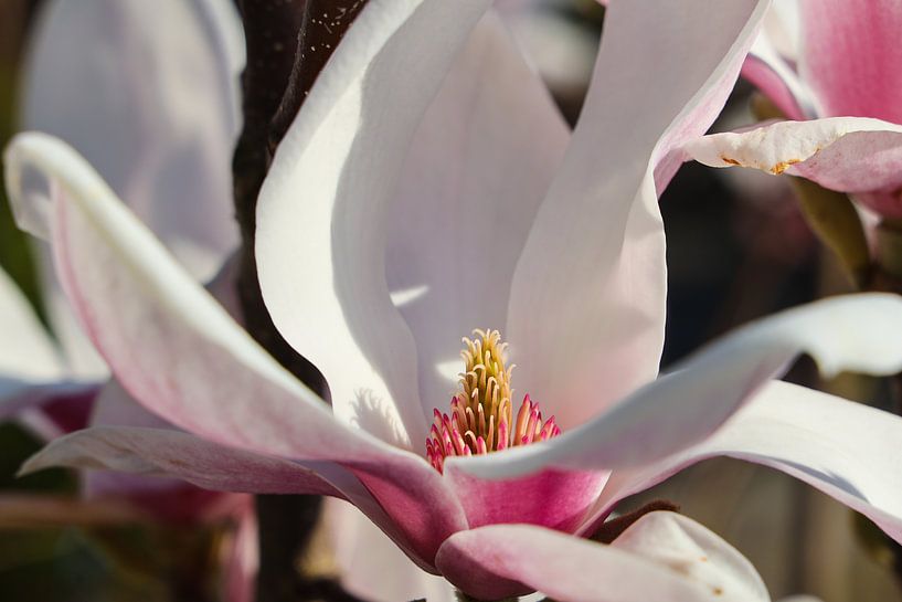 Magnolia van Marieke Funke