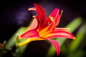 Lys rouge sur Rob Boon