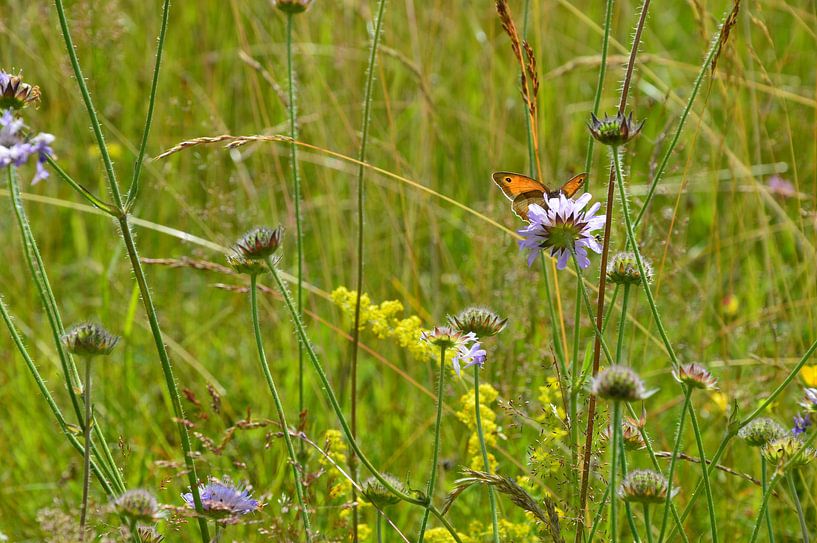 Wildblumen mit Schmetterling von Susanne Seidel