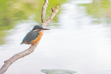 The kingfisher at his hunting spot by Merijn Loch