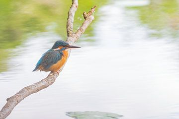 De ijsvogel op zijn jachtplek van Merijn Loch