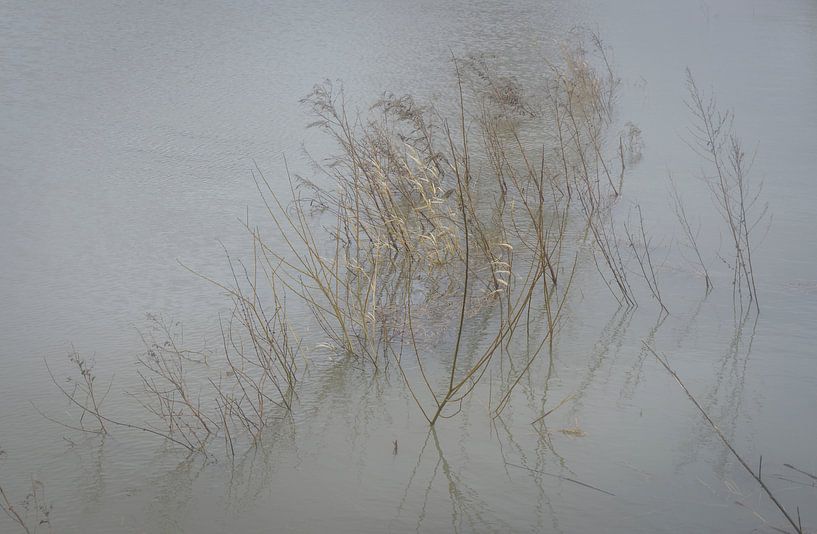 wuivend riet in de rivier  by Fred Louwen