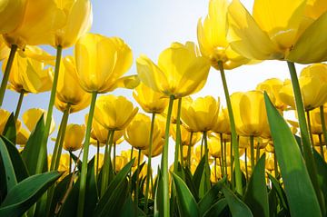 Yellow Tulips - Holland by Roelof Foppen