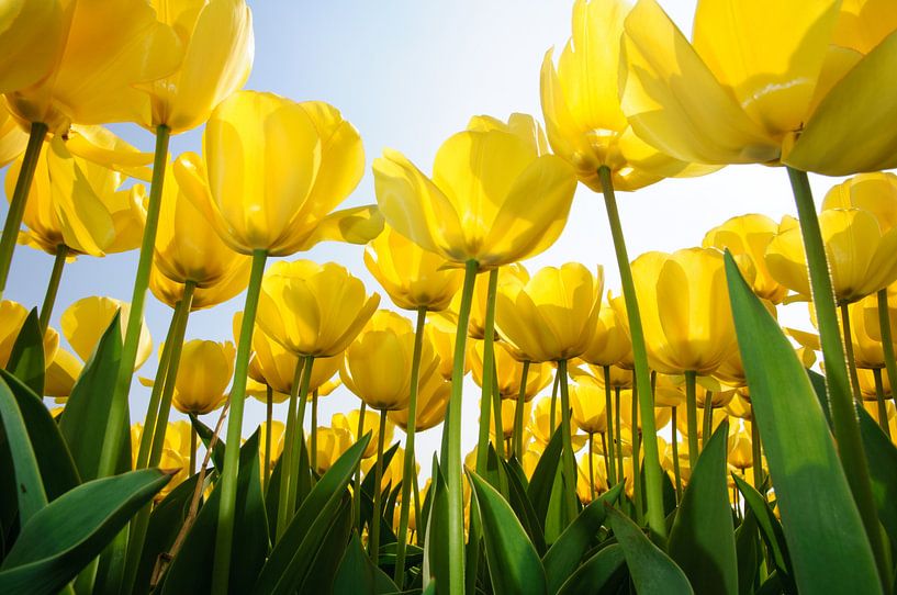 Gele Tulpen - Holland van Roelof Foppen