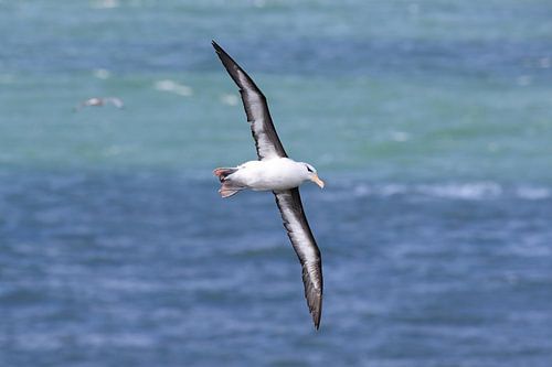 Zwartgegroefde albatros ( Thalassarche melanophris ) of Mollymawk Helgoland-eiland Duitsland