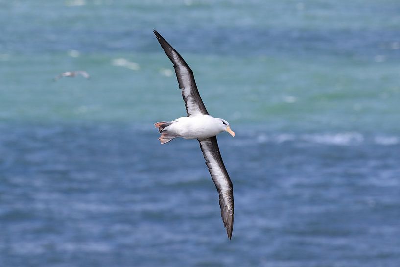 Black-browed Albatros ( Thalassarche melanophris ) or Mollymawk Helgoland Island Germany par Frank Fichtmüller