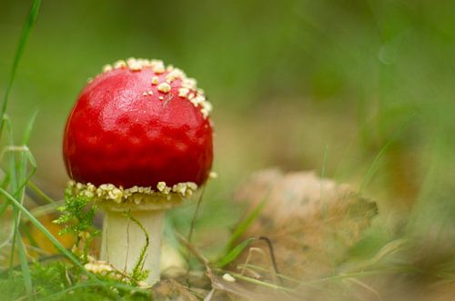 red with white dots