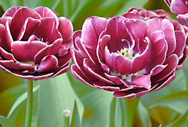 Friends by Lisa Pieters