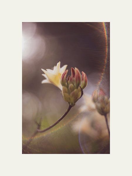 Reflection Flower by @Unique