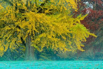 Yellow tree van Ronald Kamphuis