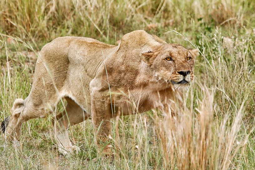 Die Löwin auf der Jagd von Chantal CECCHETTI