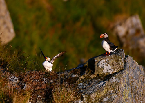 Papageientaucher auf Runde im Abendlicht