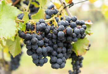 Grape clusters along the Moselle