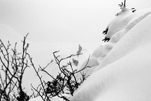 Berggeiten in de sneeuw in de alpen van Hidde Hageman