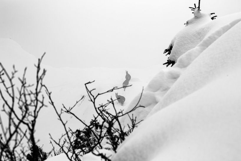Bergziegen im Schnee in den Alpen von Hidde Hageman