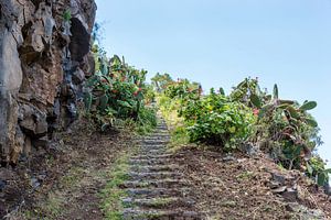 rocks with flowers and cactus
