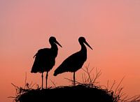 Ooievaars op het nest