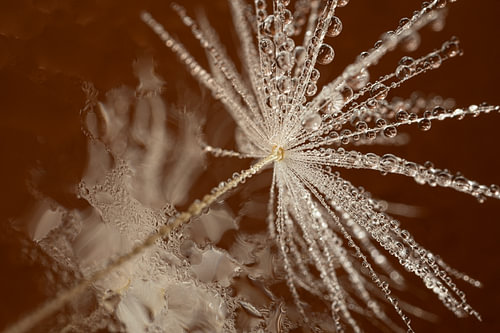 Warme terracotta kleuren - Elegant pluisje met abstracte reflectie