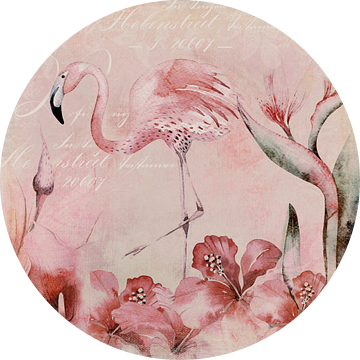 Flamingo van Andrea Haase
