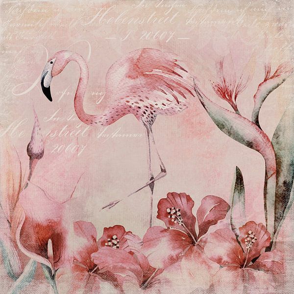 Flamingo van Andrea Haase