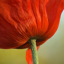 rouge sur bob van den berg