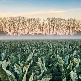 sunrise over cauliflower fields by Rudi Everaert