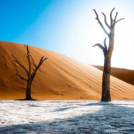 Deadvlei's dead trees by Freek van den Bergh