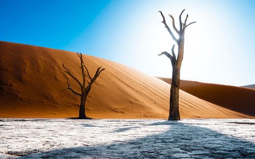 De dode bomen van de Deadvlei