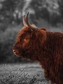 Schtose highlander close-up by Joren van den Bos